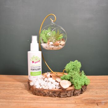 Diy Air Plant Terrarium Kit Hanging Terrarium Gift Forest Green With Optional Gold Stand, 5 of 7