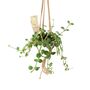 Peperomia Hope Trailing Jade Plant In 12cm Pot, thumbnail 3 of 8