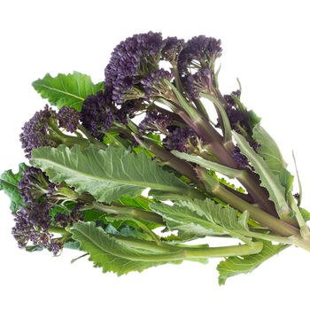 Vegetable Purple Sprouting Broccoli 12 X Plant Pack, 5 of 5