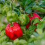 Chilli Plants 'Scotch Bonnet Red' 1x Plant In 9cm Pot, thumbnail 9 of 9