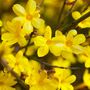 Perennial Jasmine Nudiflorum One Plant In Litre Pot, thumbnail 1 of 5