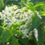 Fruit Plants Elderflower, thumbnail 2 of 12