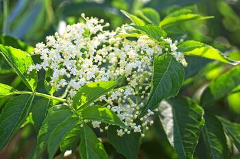 Fruit Plants Elderflower, 2 of 12