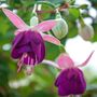 Perennial Fuchsia Delta Sarah One Plant In One L Pot, thumbnail 4 of 5