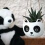 Cute Panda Planter With Choice Of Plants, thumbnail 1 of 4