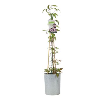Clematis Montana Vera – Pink Spring Climber3 L Pot, 5 of 5