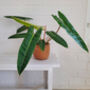 Houseplant Philodendron 'Billietiae' In 13cm Pot, thumbnail 5 of 5