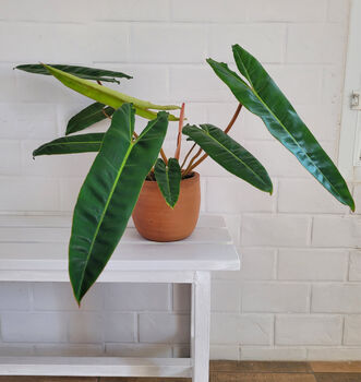 Houseplant Philodendron 'Billietiae' In 13cm Pot, 5 of 5