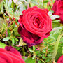 Rose Prosecco And A Dozen Red Roses Flower Bouquet, thumbnail 5 of 6