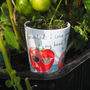 Tomato Plant Pot Gift For Dad, Grandad Or Daddy, thumbnail 1 of 7