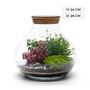 Complete Diy Terrarium Kit | 'Calgary', thumbnail 3 of 11