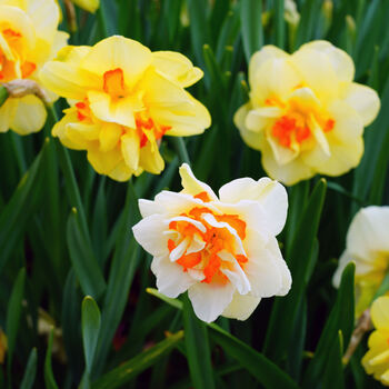 Spring Bulbs Daffodil 'Double Mixed' 48 Bulb Pack, 2 of 5