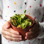 Venus Flytrap Houseplant 9cm Pot Plant, thumbnail 1 of 5