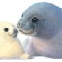 Illustrated Children's Wall Art Print Seal And Pup, thumbnail 2 of 4