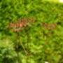 Rusty Metal Cow Parsley, thumbnail 3 of 8