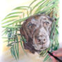 Personalised Pencil Pet Portrait Drawing Or Gift Voucher, thumbnail 1 of 12