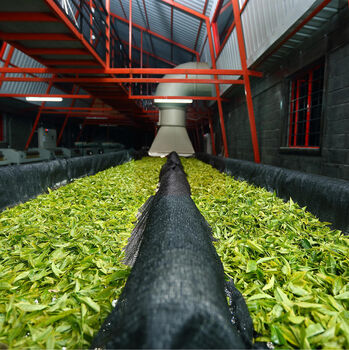 Solar White Loose Leaf Tea, 7 of 7