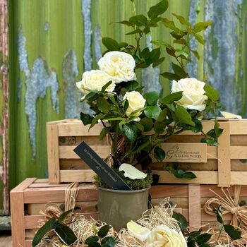 A Rose To Remember, 3 of 8