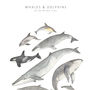 Whales And Dolphins Unframed Watercolour Print, thumbnail 2 of 6