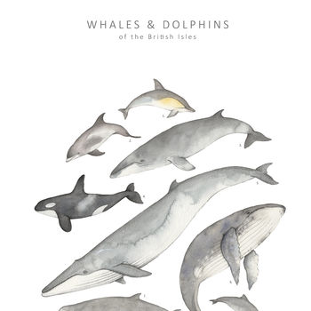 Whales And Dolphins Unframed Watercolour Print, 2 of 6