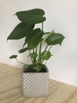 Mini Monstera Potted House Plant, 4 of 5