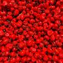 Chilli Plants 'Scotch Bonnet Red' 1x Plant In 9cm Pot, thumbnail 4 of 9