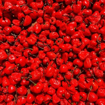 Chilli Plants 'Scotch Bonnet Red' 1x Plant In 9cm Pot, 4 of 9