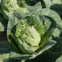 Vegetable Plants Cabbage 'Hispi' 12 X Plant Pack, thumbnail 5 of 5