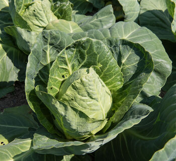 Vegetable Plants Cabbage 'Hispi' 12 X Plant Pack, 5 of 5