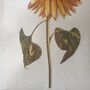 Sunflower Illustration Hand Printed Cotton Tote Bag, thumbnail 4 of 6