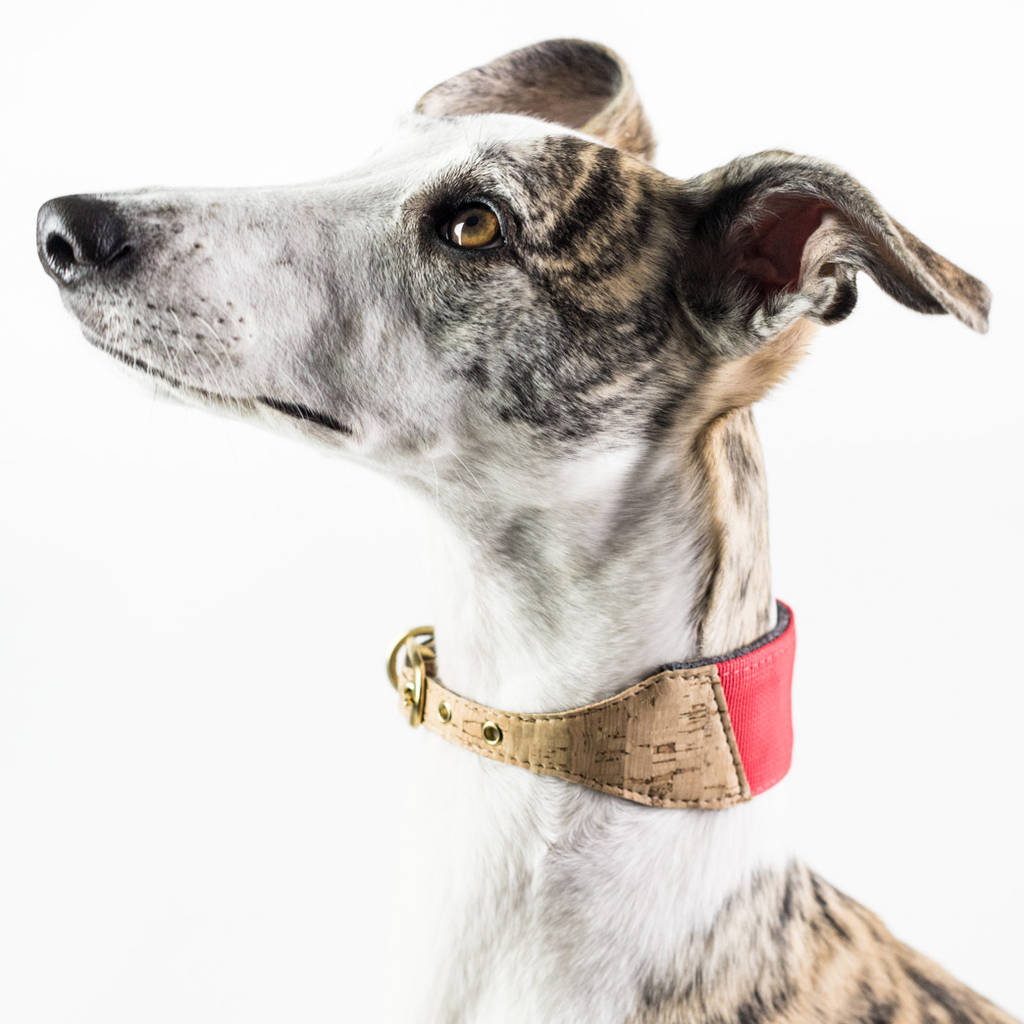 Personalised Cork And Felt Greyhound Dog Collar, 1 of 10