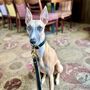 Moriarty Sighthound Collar, thumbnail 6 of 12