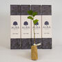Hazel 'The Tree Of Wisdom' Gift, thumbnail 1 of 6