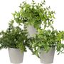 Pack Of Three Artificial Faux Plant In Pots, thumbnail 5 of 6