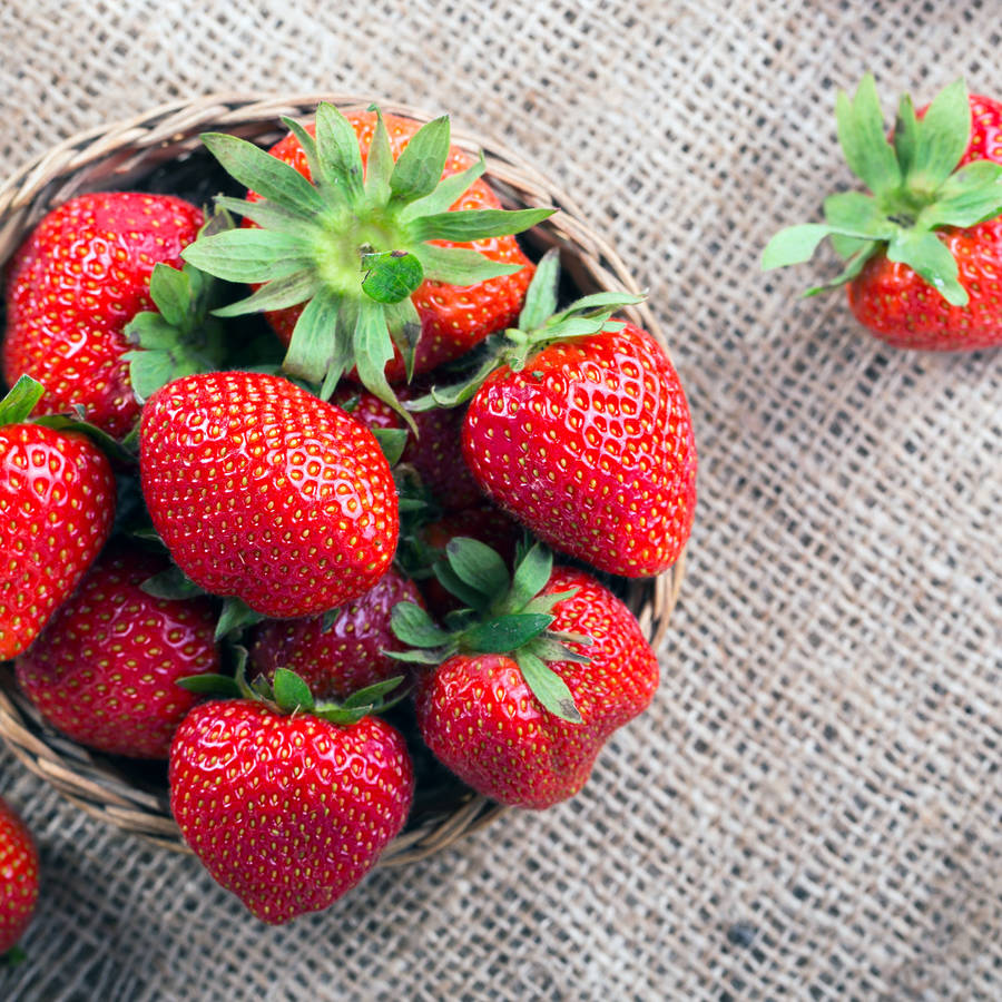 Eco Grow Your Own Red Alpine Strawberries Plant Kit By Plants From Seed