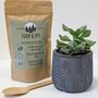Plant Your Own Succulent Kit With Blue Leaf Pot, thumbnail 4 of 5
