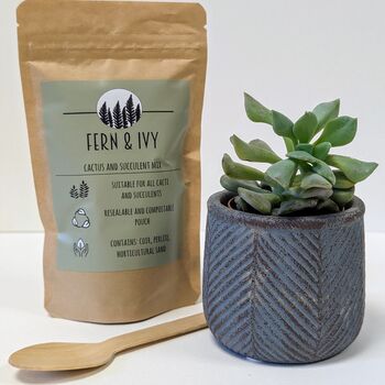 Plant Your Own Succulent Kit With Blue Leaf Pot, 4 of 5