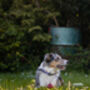 Pastel Purple Cord Dog Collar With Optional Set, thumbnail 6 of 6