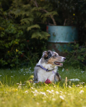 Pastel Purple Cord Dog Collar With Optional Set, 6 of 6