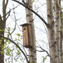 Handcrafted Woodpecker Nesting Box – Fsc Pinewood Wooden, thumbnail 4 of 12