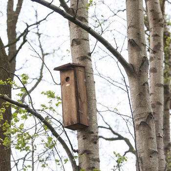 Handcrafted Woodpecker Nesting Box – Fsc Pinewood Wooden, 4 of 12