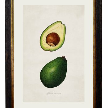 Framed Study Of Avocado Print, 2 of 2