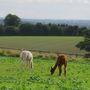 Alpaca Walk And Fleece Felting Day With Lunch, thumbnail 7 of 11