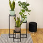 Plant Stand, thumbnail 6 of 6