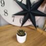 Small Succulent Houseplant In Ceramic Pot, thumbnail 8 of 9