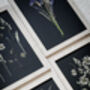A3 Pressed Flower Art – Twilight Iris Botanical Frame In Sand, thumbnail 7 of 7