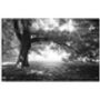 Light, Anglesey Abbey Gardens Photographic Art Print, thumbnail 3 of 4