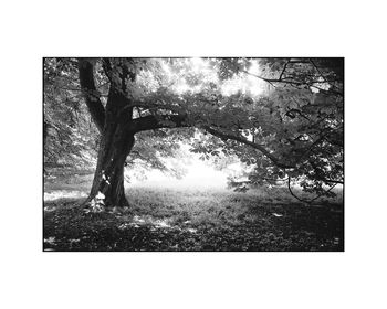 Light, Anglesey Abbey Gardens Photographic Art Print, 3 of 4