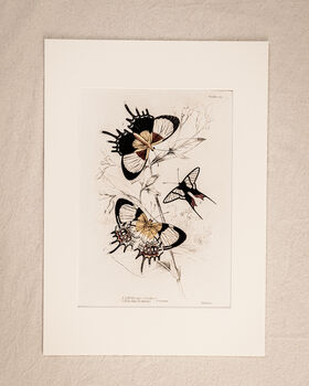 Framed Set Of Two Vintage Butterfly Art Prints, 7 of 9