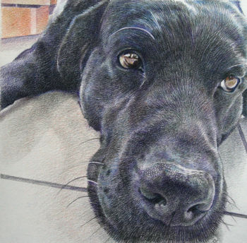 Personalised Pencil Pet Portrait Drawing Or Gift Voucher, 11 of 12